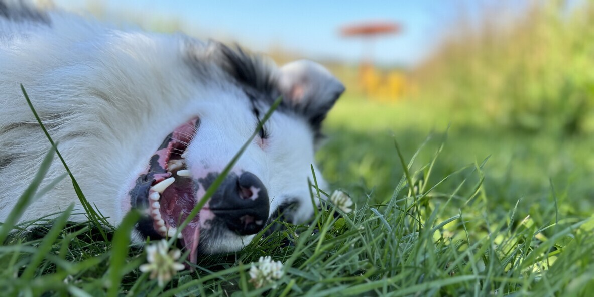 chien heureux dans l'herbe