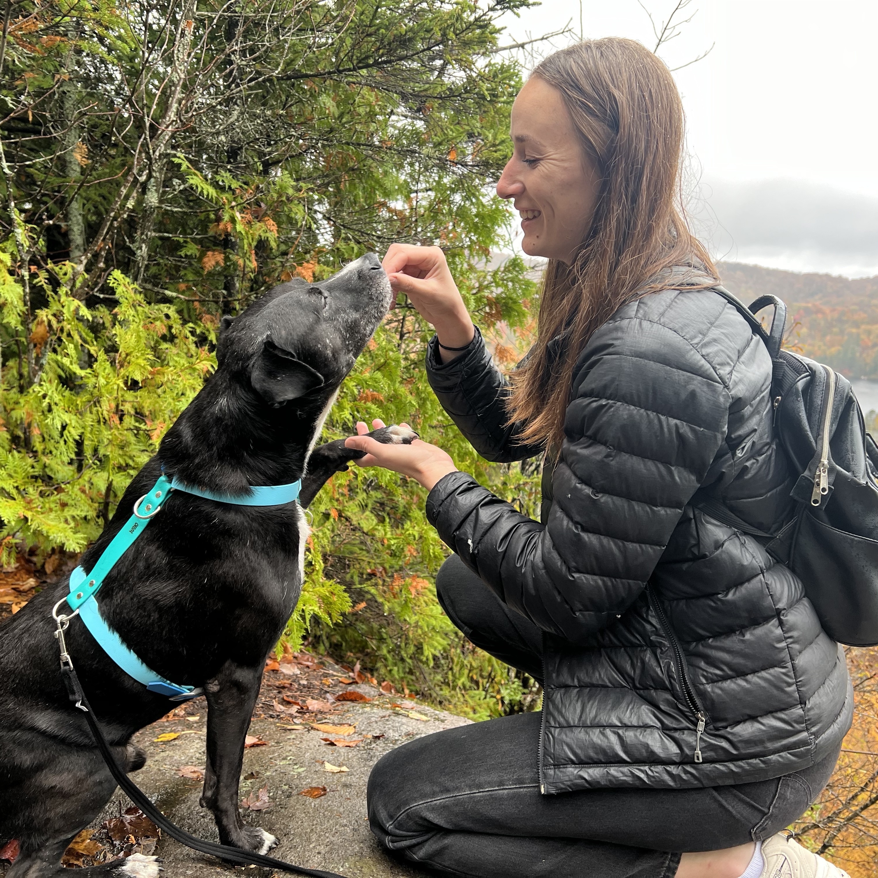 chien prenant une gaterie dans les mains de sa maitresse